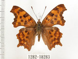 中文名:白鎌紋蛺蝶(1282-18283)學名:Polygonia c-album asakurai Nakahara, 1920(1282-18283)