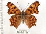 中文名:白鎌紋蛺蝶(1282-18141)學名:Polygonia c-album asakurai Nakahara, 1920(1282-18141)