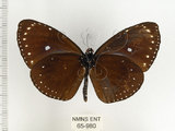 中文名:小紫斑蝶(65-980)學名:Euploea tulliolus koxinga Fruhstorfer, 1908(65-980)