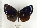 中文名:小紫斑蝶(65-980)學名:Euploea tulliolus koxinga Fruhstorfer, 1908(65-980)