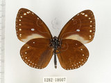 中文名:小紫斑蝶(1282-18607)學名:Euploea tulliolus koxinga Fruhstorfer, 1908(1282-18607)