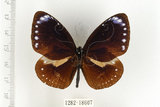 中文名:小紫斑蝶(1282-18607)學名:Euploea tulliolus koxinga Fruhstorfer, 1908(1282-18607)