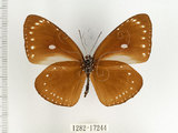 中文名:小紫斑蝶(1282-17244)學名:Euploea tulliolus koxinga Fruhstorfer, 1908(1282-17244)