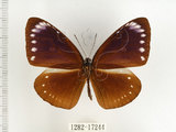 中文名:小紫斑蝶(1282-17244)學名:Euploea tulliolus koxinga Fruhstorfer, 1908(1282-17244)