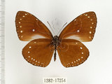 中文名:小紫斑蝶(1282-17254)學名:Euploea tulliolus koxinga Fruhstorfer, 1908(1282-17254)