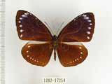 中文名:小紫斑蝶(1282-17254)學名:Euploea tulliolus koxinga Fruhstorfer, 1908(1282-17254)