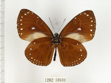 中文名:小紫斑蝶(1282-18600)學名:Euploea tulliolus koxinga Fruhstorfer, 1908(1282-18600)