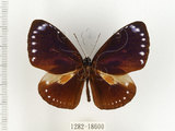 中文名:小紫斑蝶(1282-18600)學名:Euploea tulliolus koxinga Fruhstorfer, 1908(1282-18600)