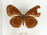 中文名:小紫斑蝶(1282-17211)學名:Euploea tulliolus koxinga Fruhstorfer, 1908(1282-17211)