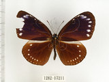 中文名:小紫斑蝶(1282-17211)學名:Euploea tulliolus koxinga Fruhstorfer, 1908(1282-17211)