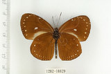 中文名:小紫斑蝶(1282-18829)學名:Euploea tulliolus koxinga Fruhstorfer, 1908(1282-18829)