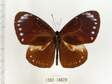 中文名:小紫斑蝶(1282-18829)學名:Euploea tulliolus koxinga Fruhstorfer, 1908(1282-18829)