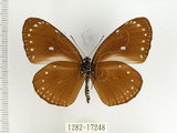 中文名:小紫斑蝶(1282-17248)學名:Euploea tulliolus koxinga Fruhstorfer, 1908(1282-17248)