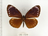 中文名:小紫斑蝶(1282-17248)學名:Euploea tulliolus koxinga Fruhstorfer, 1908(1282-17248)