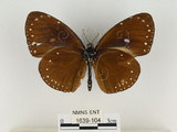 中文名:小紫斑蝶(1639-104)學名:Euploea tulliolus koxinga Fruhstorfer, 1908(1639-104)