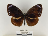 中文名:小紫斑蝶(1639-104)學名:Euploea tulliolus koxinga Fruhstorfer, 1908(1639-104)