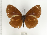 中文名:小紫斑蝶(2365-15)學名:Euploea tulliolus koxinga Fruhstorfer, 1908(2365-15)