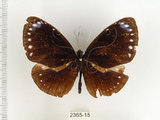 中文名:小紫斑蝶(2365-15)學名:Euploea tulliolus koxinga Fruhstorfer, 1908(2365-15)