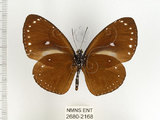 中文名:小紫斑蝶(2680-2168)學名:Euploea tulliolus koxinga Fruhstorfer, 1908(2680-2168)