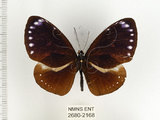 中文名:小紫斑蝶(2680-2168)學名:Euploea tulliolus koxinga Fruhstorfer, 1908(2680-2168)