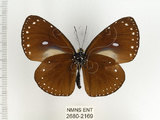 中文名:小紫斑蝶(2680-2169)學名:Euploea tulliolus koxinga Fruhstorfer, 1908(2680-2169)