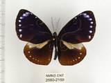 中文名:小紫斑蝶(2680-2169)學名:Euploea tulliolus koxinga Fruhstorfer, 1908(2680-2169)