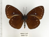 中文名:小紫斑蝶(2889-721)學名:Euploea tulliolus koxinga Fruhstorfer, 1908(2889-721)