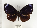 中文名:小紫斑蝶(2889-721)學名:Euploea tulliolus koxinga Fruhstorfer, 1908(2889-721)