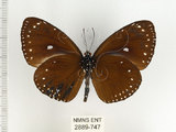 中文名:小紫斑蝶(2889-747)學名:Euploea tulliolus koxinga Fruhstorfer, 1908(2889-747)