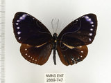 中文名:小紫斑蝶(2889-747)學名:Euploea tulliolus koxinga Fruhstorfer, 1908(2889-747)