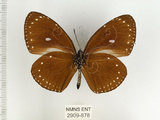 中文名:小紫斑蝶(2909-878)學名:Euploea tulliolus koxinga Fruhstorfer, 1908(2909-878)