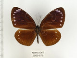 中文名:小紫斑蝶(2909-878)學名:Euploea tulliolus koxinga Fruhstorfer, 1908(2909-878)