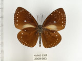 中文名:小紫斑蝶(2909-983)學名:Euploea tulliolus koxinga Fruhstorfer, 1908(2909-983)