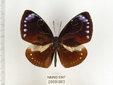 中文名:小紫斑蝶(2909-983)學名:Euploea tulliolus koxinga Fruhstorfer, 1908(2909-983)