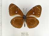 中文名:小紫斑蝶(2909-1456)學名:Euploea tulliolus koxinga Fruhstorfer, 1908(2909-1456)