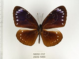 中文名:小紫斑蝶(2909-1456)學名:Euploea tulliolus koxinga Fruhstorfer, 1908(2909-1456)