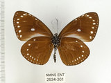 中文名:小紫斑蝶(2934-301)學名:Euploea tulliolus koxinga Fruhstorfer, 1908(2934-301)