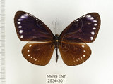 中文名:小紫斑蝶(2934-301)學名:Euploea tulliolus koxinga Fruhstorfer, 1908(2934-301)