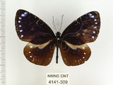 中文名:小紫斑蝶(4141-309)學名:Euploea tulliolus koxinga Fruhstorfer, 1908(4141-309)