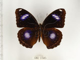 中文名:琉球紫蛺蝶(幻蛺蝶)(1282-17505)學名:Hypolimnas bolina kezia (Butler, 1877)(1282-17505)