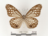 中文名:姬小紋青斑蝶(絹斑蝶)(1282-17391)學名:Parantica aglea maghaba (Fruhstorfer, 1909)(1282-17391)