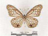 中文名:姬小紋青斑蝶(絹斑蝶)(1282-18731)學名:Parantica aglea maghaba (Fruhstorfer, 1909)(1282-18731)