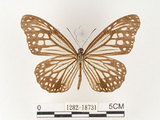 中文名:姬小紋青斑蝶(絹斑蝶)(1282-18731)學名:Parantica aglea maghaba (Fruhstorfer, 1909)(1282-18731)