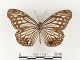 中文名:姬小紋青斑蝶(絹斑蝶)(1282-17487)學名:Parantica aglea maghaba (Fruhstorfer, 1909)(1282-17487)