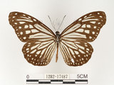 中文名:姬小紋青斑蝶(絹斑蝶)(1282-17487)學名:Parantica aglea maghaba (Fruhstorfer, 1909)(1282-17487)