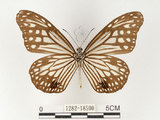 中文名:姬小紋青斑蝶(絹斑蝶)(1282-18590)學名:Parantica aglea maghaba (Fruhstorfer, 1909)(1282-18590)