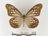 中文名:姬小紋青斑蝶(絹斑蝶)(1282-18590)學名:Parantica aglea maghaba (Fruhstorfer, 1909)(1282-18590)