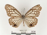 中文名:姬小紋青斑蝶(絹斑蝶)(1577-97)學名:Parantica aglea maghaba (Fruhstorfer, 1909)(1577-97)
