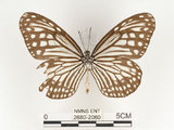 中文名:姬小紋青斑蝶(絹斑蝶)(2680-2060)學名:Parantica aglea maghaba (Fruhstorfer, 1909)(2680-2060)