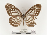 中文名:姬小紋青斑蝶(絹斑蝶)(2680-2060)學名:Parantica aglea maghaba (Fruhstorfer, 1909)(2680-2060)